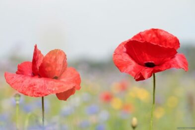coquelicots